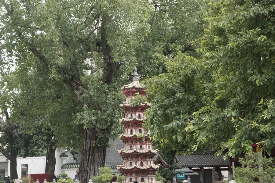 诃子树，菩提树，瘗发塔三者同框